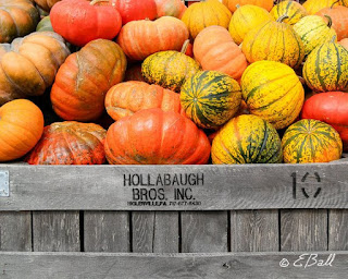 A bin of pumpkins and gourds