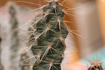 Opuntia polyacantha var. hystricina (Grand Canyon, Arizona)