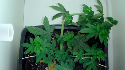 amarras plantas de maconha