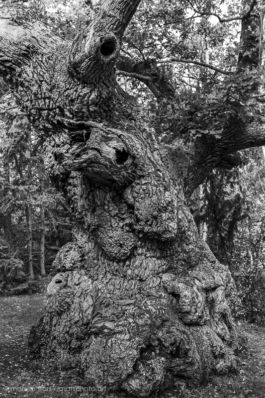 Den över 900 år gamla Trolleken i Trollskogen på Öland