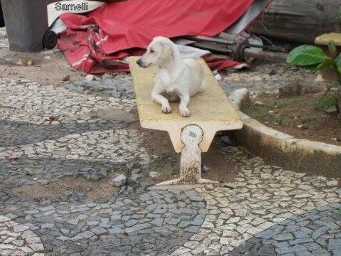 Os cachorros da Mariquita