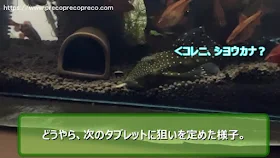 ブルーフィンプレコがキョーリン ミニアルジーウエハーを食べている様子2