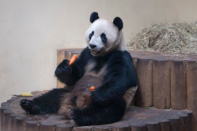 Giant panda photographs