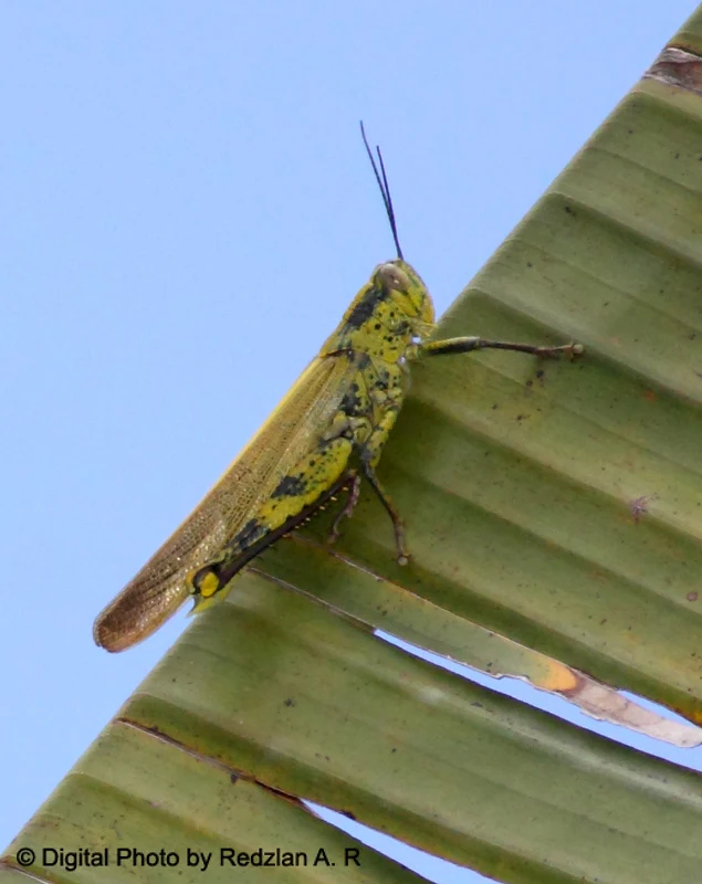 Belalang Kunyit - Valanga nigricornis