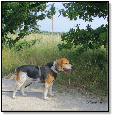 Beagle