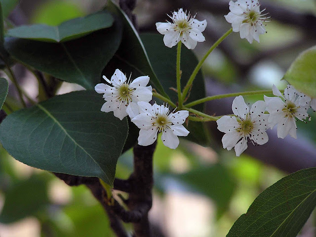 Груша Линдлея / Груша Линдли / Груша китайская (Pyrus lindleyi, =Pyrus sinensis)