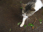 Aqui há gato