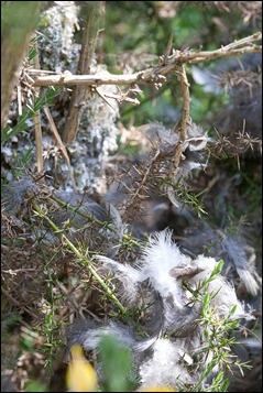 Raided Long Tailed Tit nest