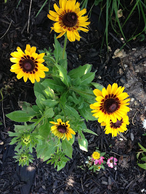 African daisies