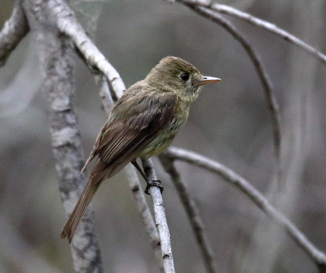 Pacific-slope Flycatcher