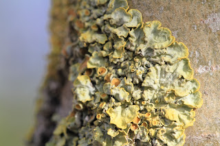 Xanthoria parientina