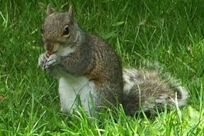 grey squirrel