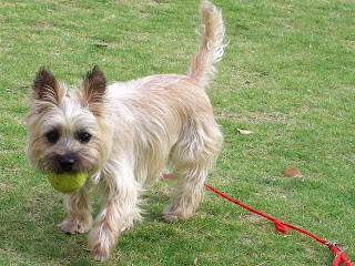 Cairn Terrier Puppy Picture