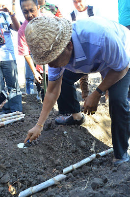 Gubernur Pastika Sambut Baik Perkebunan Tebu di Gerokgak, Buleleng