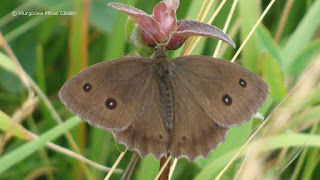 Minois dryas (male) DSC164044