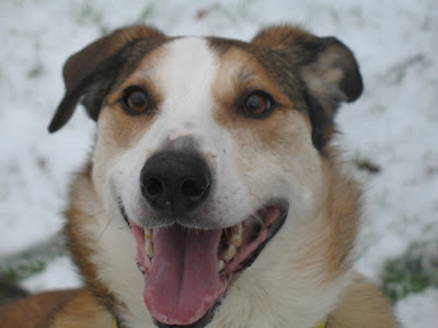 Dogs Trust: January 2009