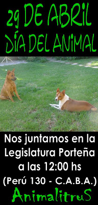 Dingo y Timbú, el basenji