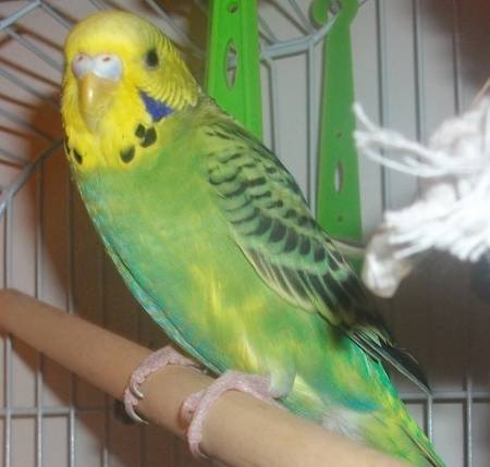 Parakeet Pet Birds