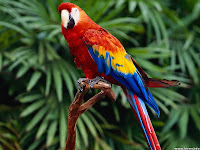 Parrot-Wallpapers-0103
