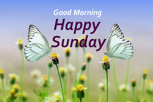 Good Morning Happy Sunday.