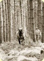 horse extracting timber