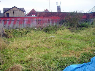 weedy allotment plot