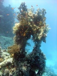 St John s Coral Garden