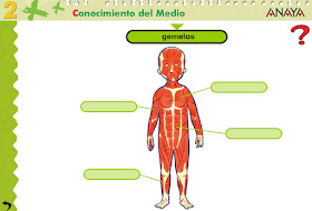 http://www.ceiploreto.es/sugerencias/A_1/Recursosdidacticos/SEGUNDO/datos/03_cmedio/03_Recursos/actividades/01/act5.htm