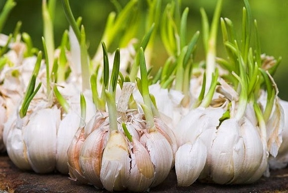 Cara Berkembang Biak Bawang  Merah dan Bawang  Putih 