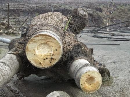 Membuat Kerajinan  Dari Bonggol  Bambu  Atzeeco