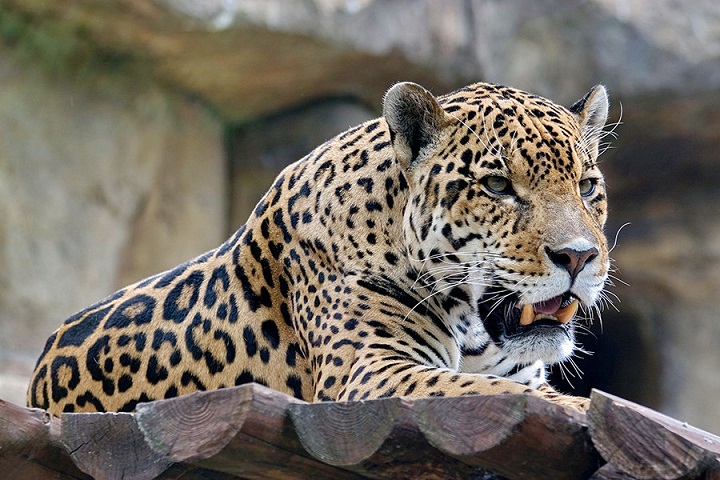 Mengapa Bulu Macan Bermotif Belang-belang?