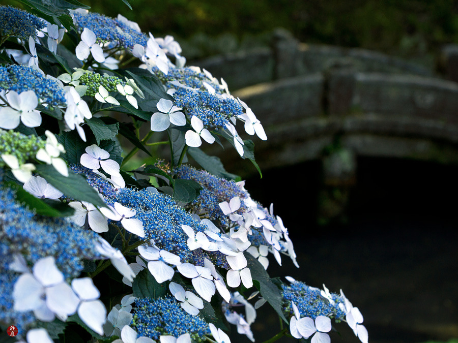 From The Garden Of Zen Gaku Ajisai Hydrangea Macrophylla Flowers In Jochi Ji