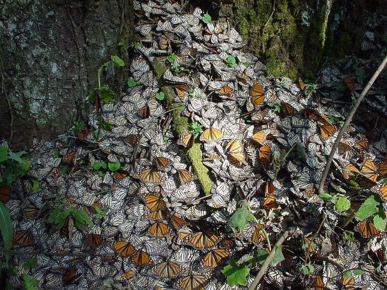 monarch-migration-1 monarch-migration-1