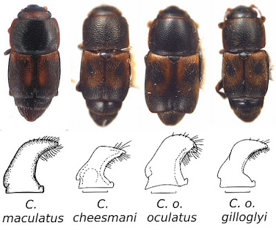 Carpophilus maculatus, Carpophilus cheesmani and Carpophilus oculatus