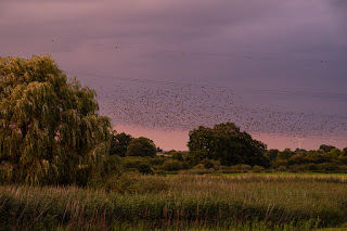 Naturfotografie Starenschwarm Olaf Kerber