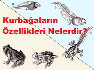 Kurbağaların Özellikleri Nelerdir?