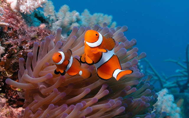 Imagenes de Peces en Arrecifes de Coral pez payaso Nemo