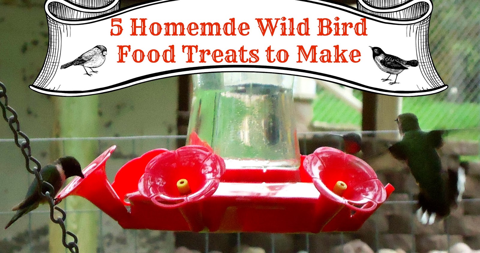 Homemade Hummingbird Nectar