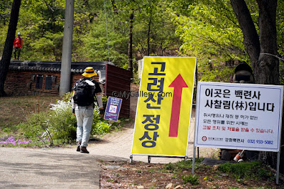 Goryeosan-Azalea-Festival