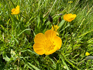 A photo showing three yellow Buttercup type flowers growing amongst the grass.  Photo by Kevin Nosferatu for the Skulferatu Project.