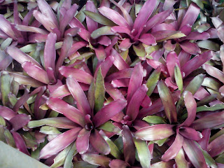 Tanaman bromelia merah