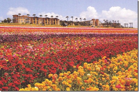 Flower fields, Carlsbad, CA