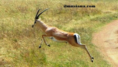 Grant’s Gazelle hewan cepat