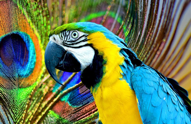 Colorful Parrots Images Gallery Wallpapers 4K Free Download