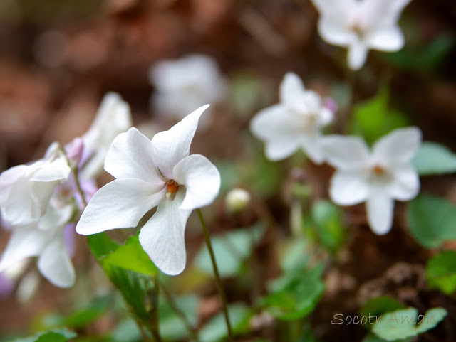 Viola grypoceras