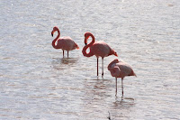Flamingos in Salt Water Lagoon on Floreana, Galapagos Islands