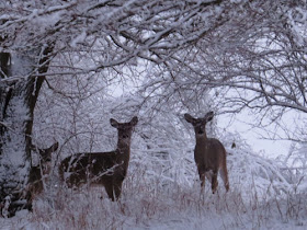 deer under snow covered trees