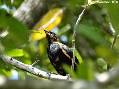 Global big day, global big day 2016, global big day Tocantins, Pipira-preta, Tachyphonus rufus, World Big Day Brazil, White-lined Tanager, aves do tocantins, APA Lago de Palmas, birding, birdwatching, Natureza, blog natureza e conservação