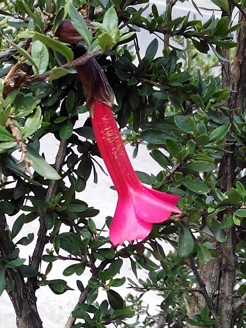 Cantuta o qantu, flor nacional de Perú