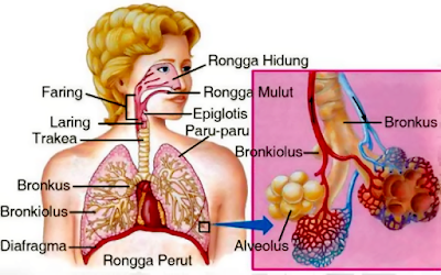 Rangkuman Singkat Sistem Pernafasan Makhluk Hidup